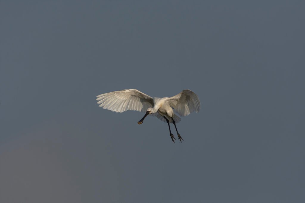 Eurasian Spoonbill (Platalea leucorodia) In Flight