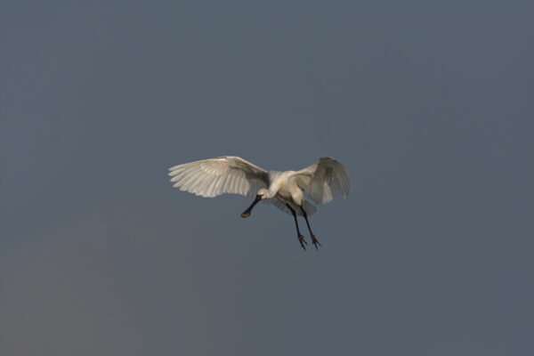 Eurasian Spoonbill (Platalea leucorodia) In Flight