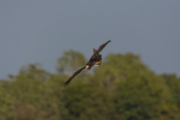 Western Marsh Harrier (Circus aeruginosus) Female Stooping