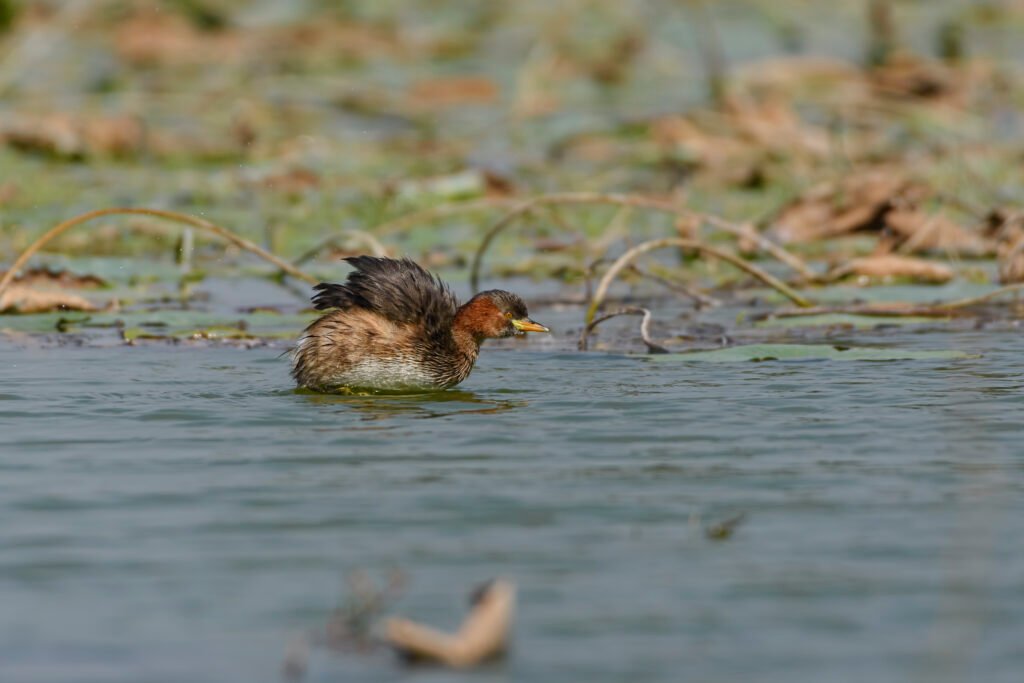 Little Grebe (Tachybaptus ruficollis)