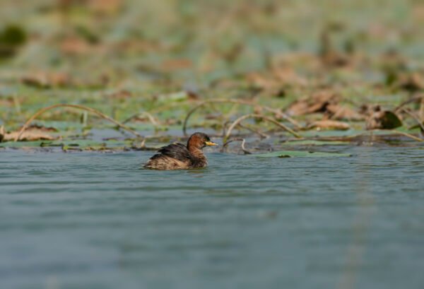 Little Grebe (Tachybaptus ruficollis) At Thol Bird Sanctuary