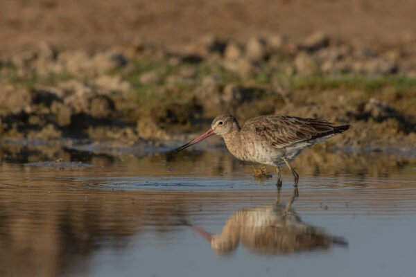 Black-tailed Godwit (Limosa limosa)