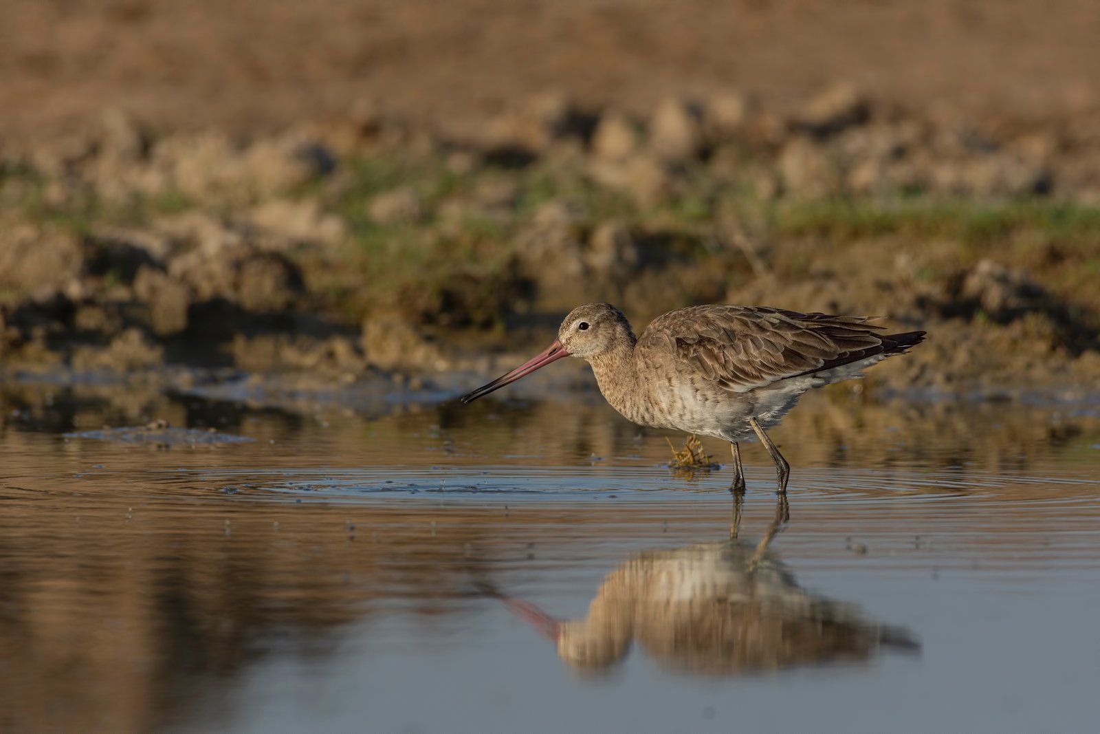 Black-tailed Godwit (Limosa limosa)