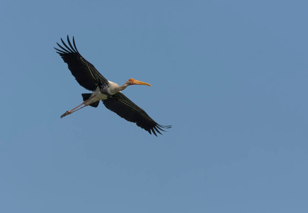 Painted Stork (Mycteria leucocephala) In Flight