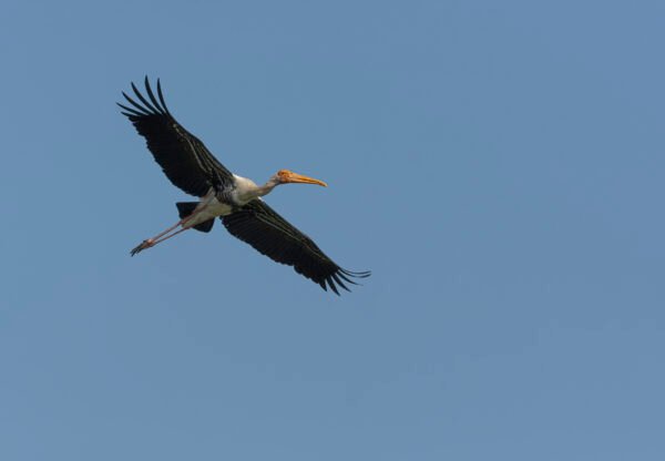 Painted Stork (Mycteria leucocephala) In Flight