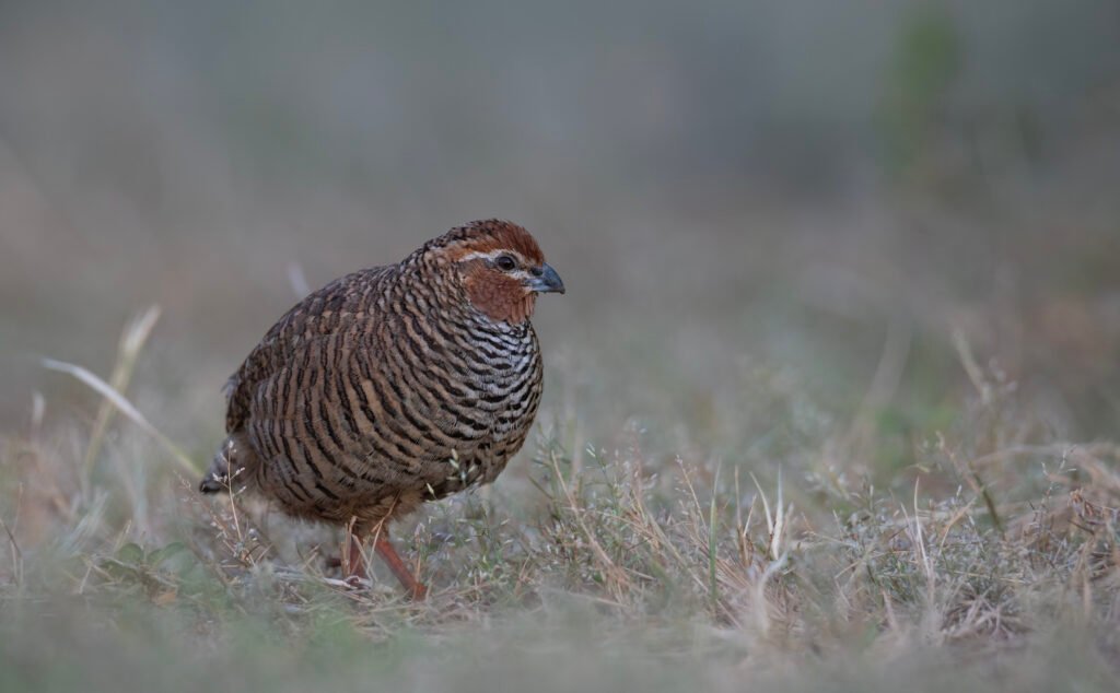 Rock Bush-Quail (Perdicula argoondah)