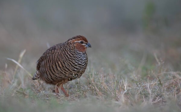 Rock Bush-Quail (Perdicula argoondah)