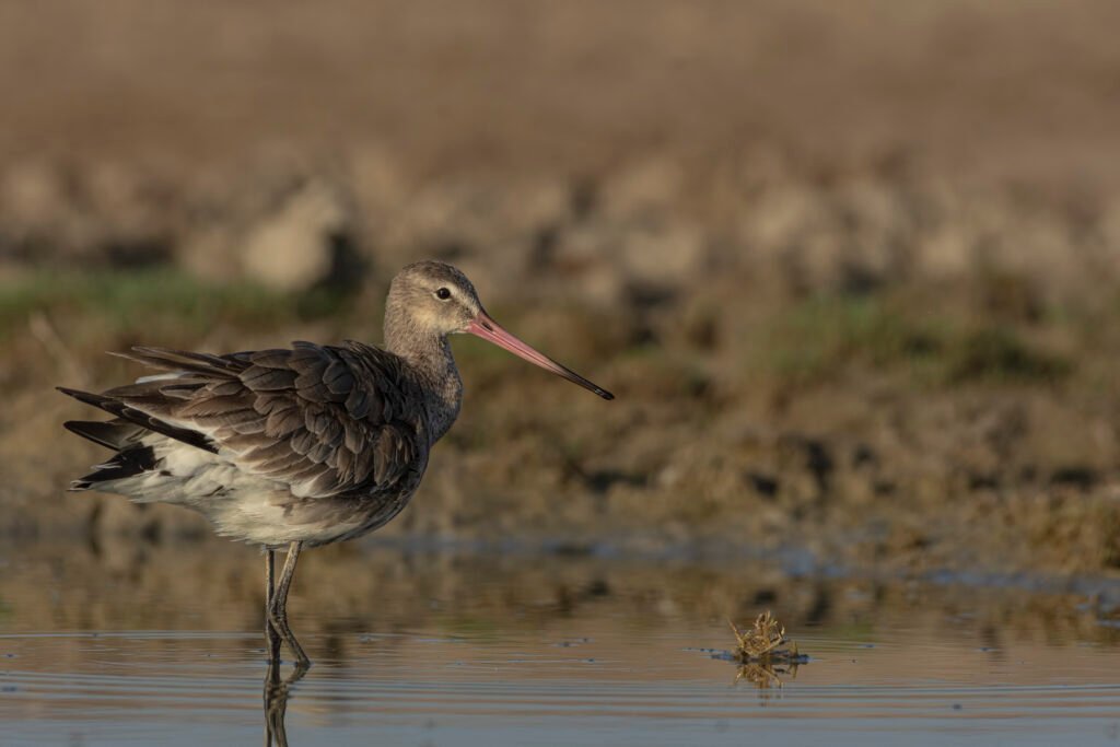 Black-tailed Godwit (Limosa limosa)