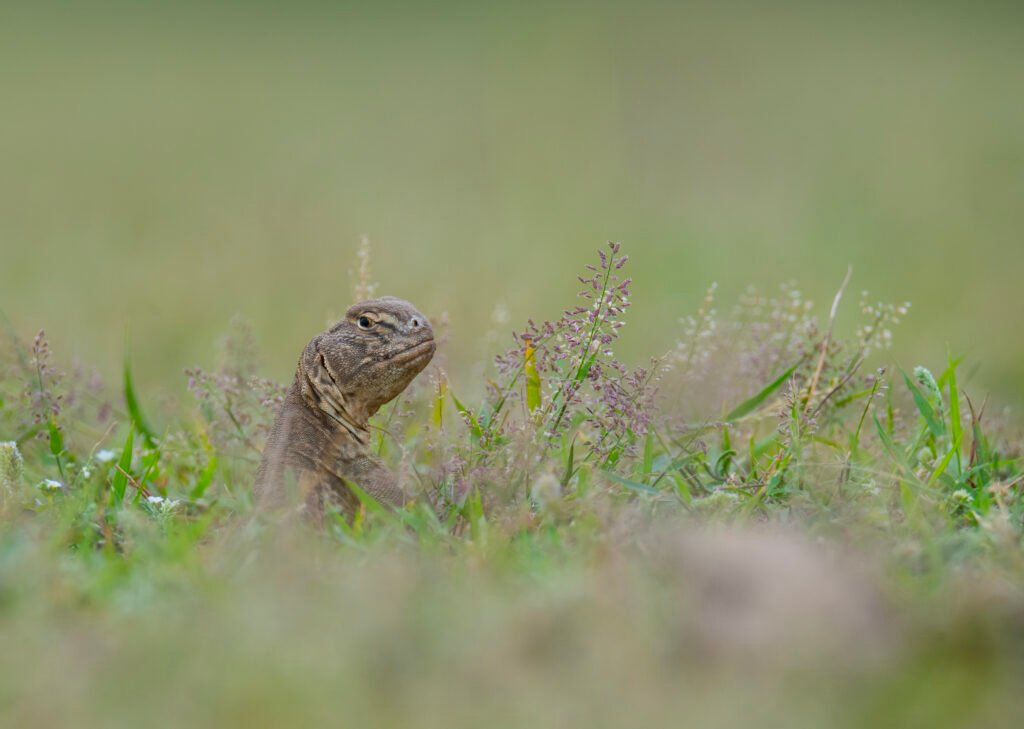 Spiny-tailed lizard (Uromastyx aegyptia)
