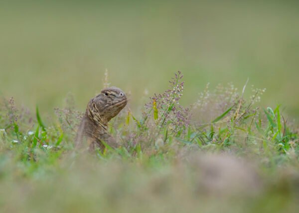 Spiny-tailed lizard (Uromastyx aegyptia)