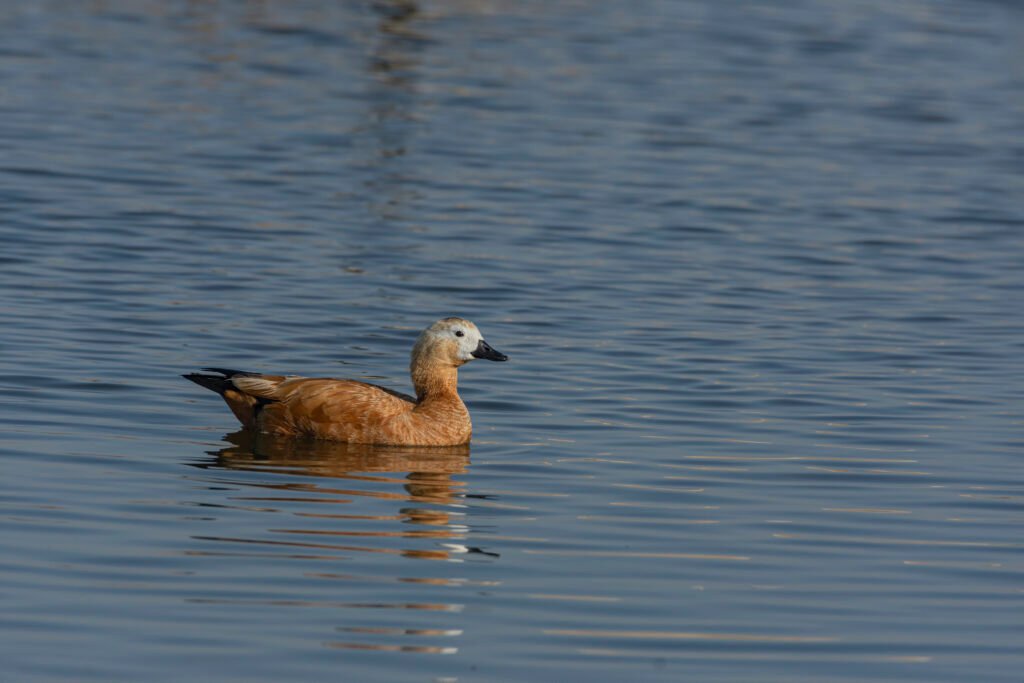 Ruddy Shelduck (Tadorna ferruginea)