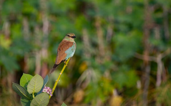 European Roller (Coracias garrulus)