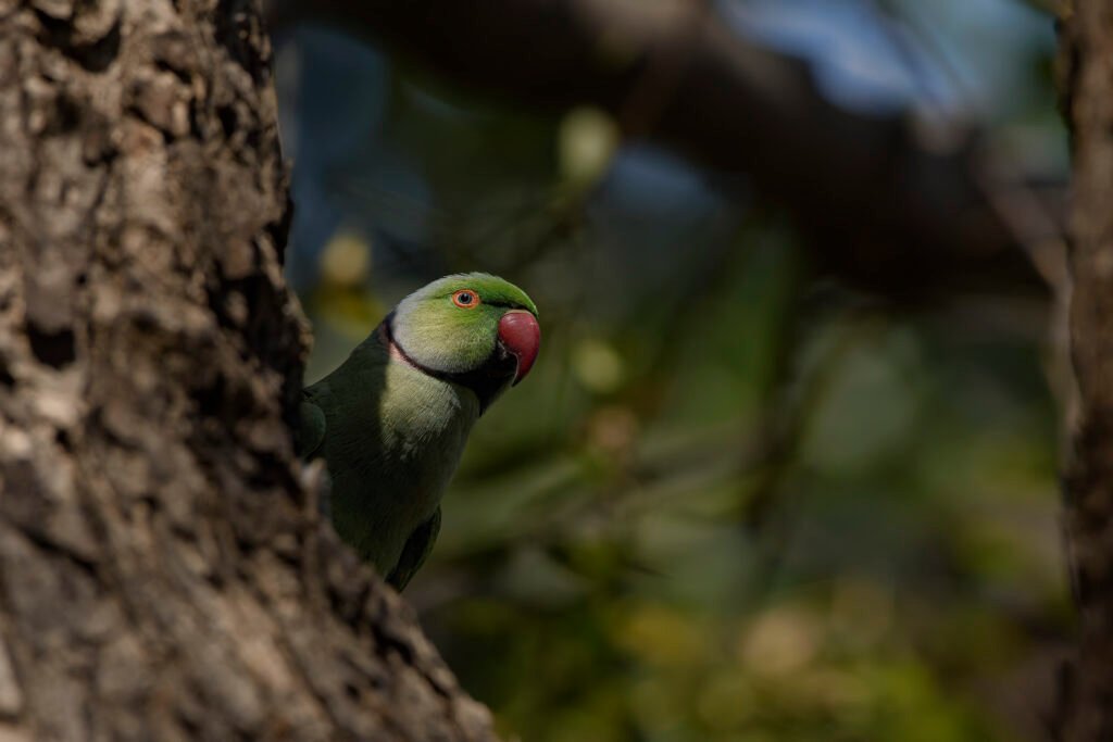 Rose-ringed Parakeet (Psittacula krameri)