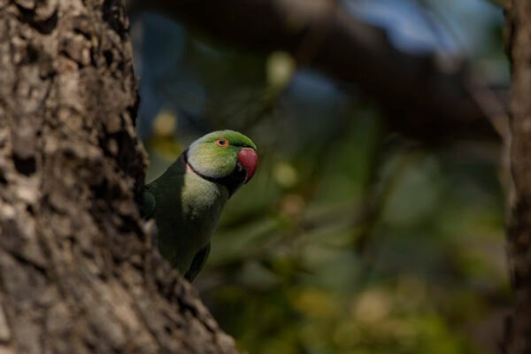 Rose-ringed Parakeet (Psittacula krameri)