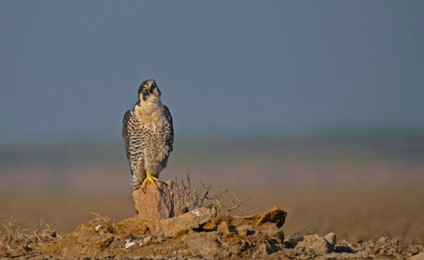 Peregrine Falcon (Falco peregrinus)