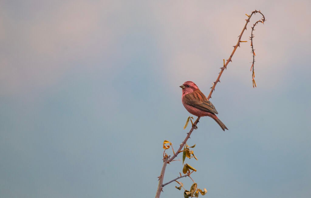 Pink-browed Rosefinch (Carpodacus rodochroa)