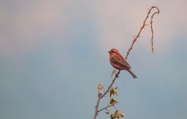 Pink-browed Rosefinch (Carpodacus rodochroa)