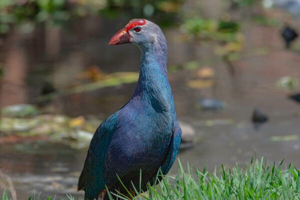 Grey-headed Swamphen (Porphyrio poliocephalus) closeup