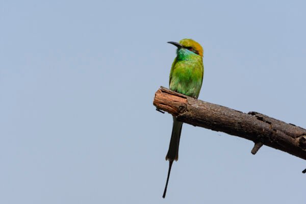 Asian Green Bee-eater (Merops orientalis)