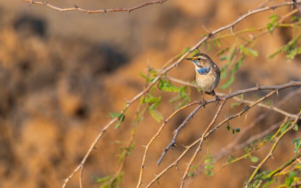 Bluethroat (Luscinia svecica)