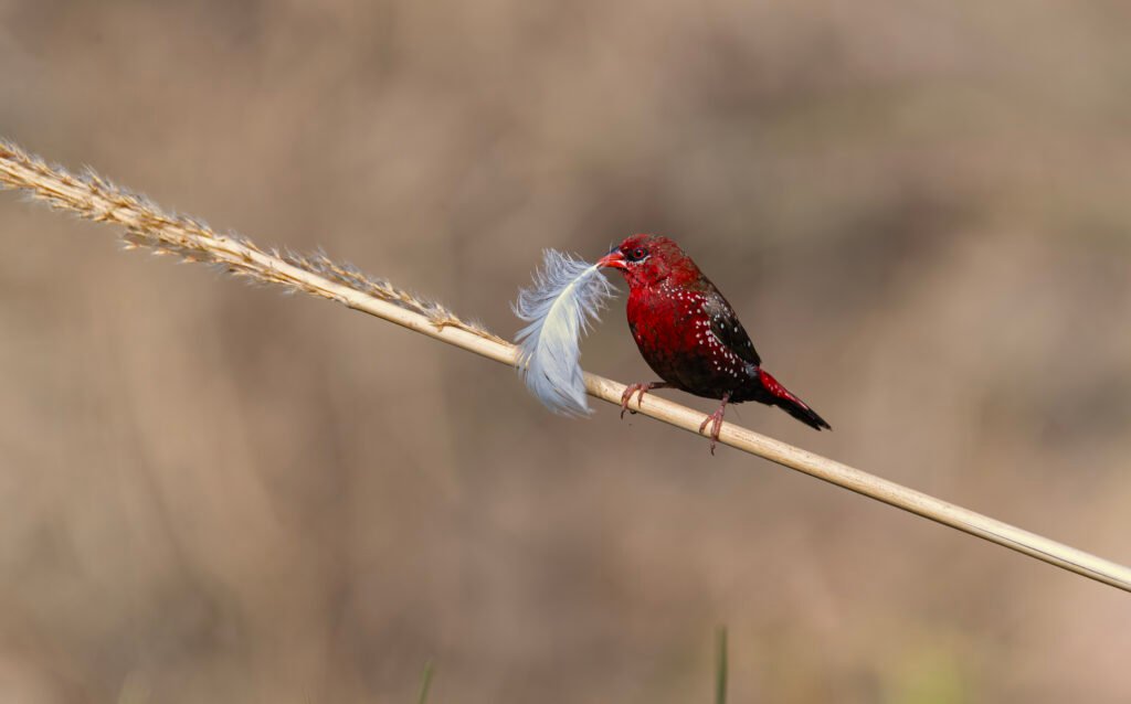 Red avadavat (Amandava amandava)