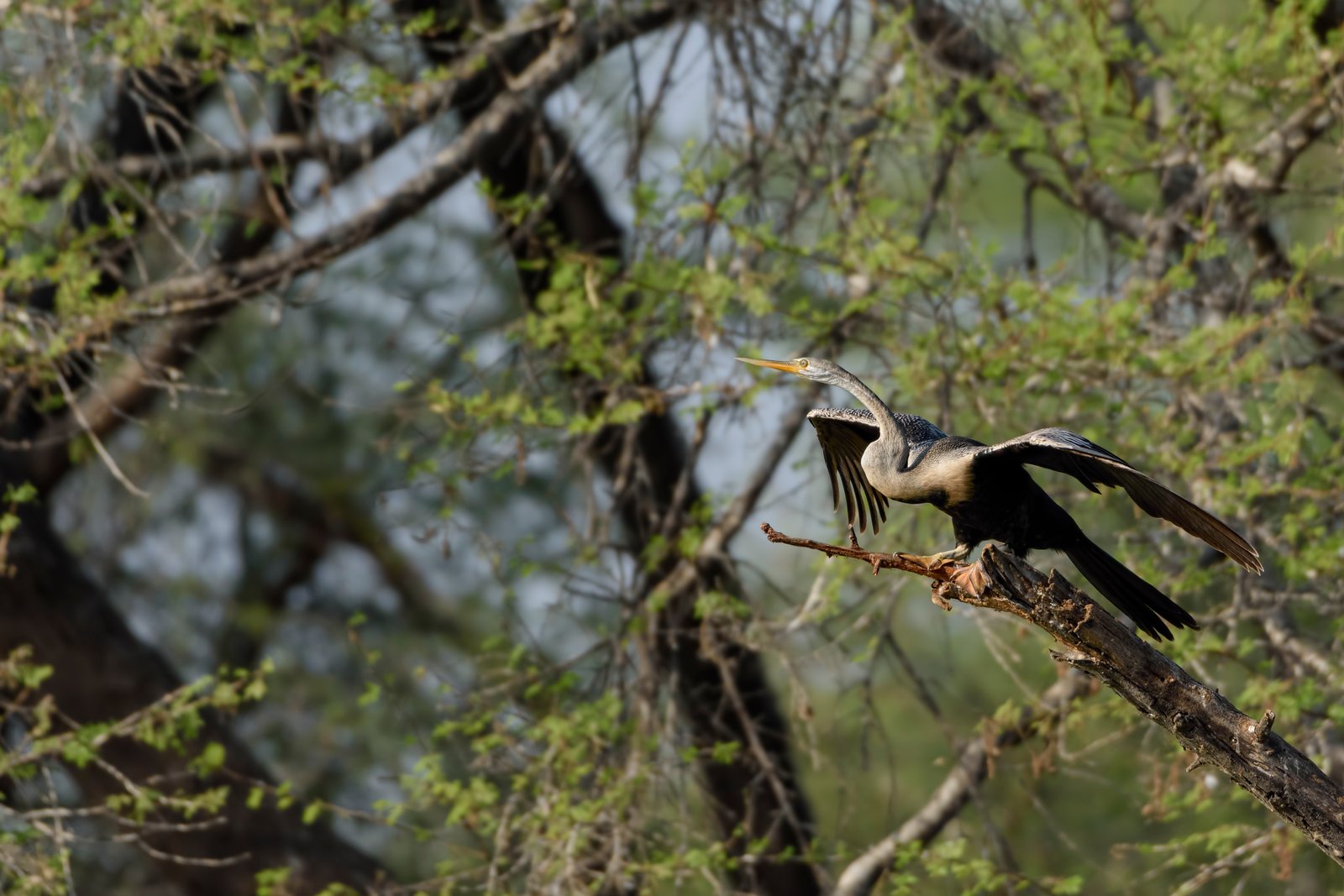 Oriental Darter (Anhinga melanogaster)