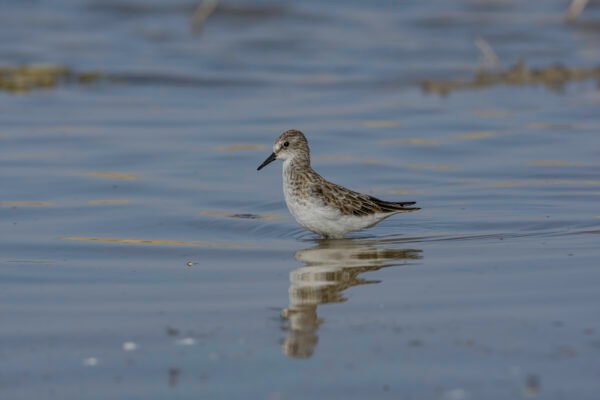 Semipalmated Sandpiper (Calidris pusilla)