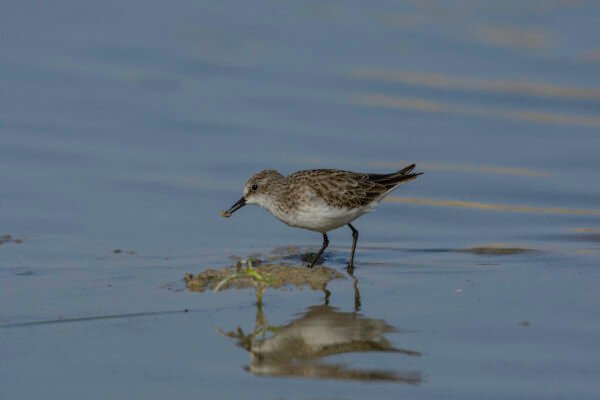Semipalmated Sandpiper (Calidris pusilla)