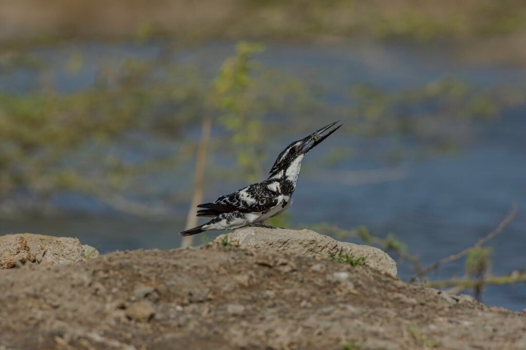 Pied Kingfisher (Ceryle rudis) With Fish
