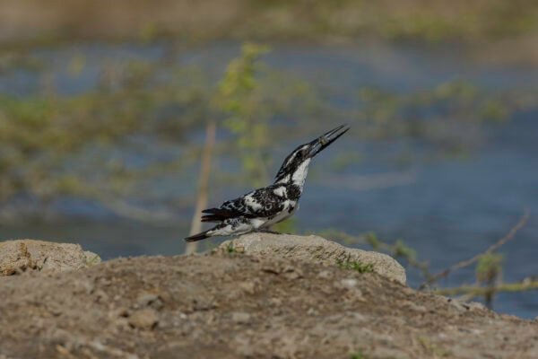 Pied Kingfisher (Ceryle rudis) With Fish