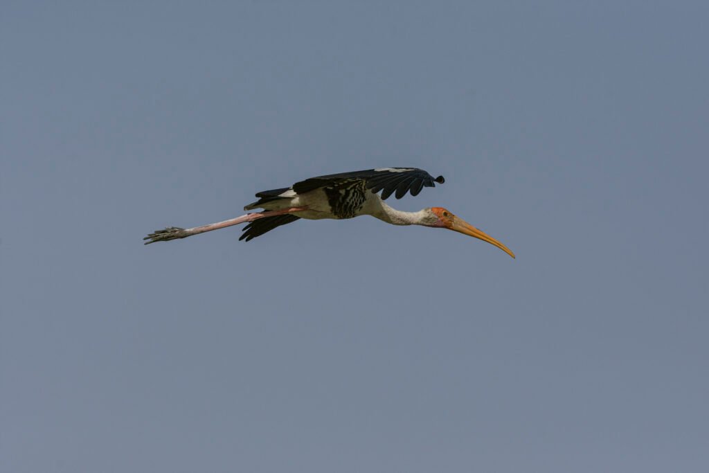 Painted Stork (Mycteria leucocephala) In Flight