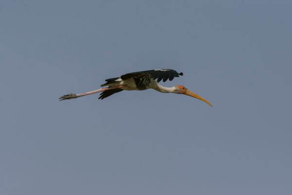 Painted Stork (Mycteria leucocephala) In Flight