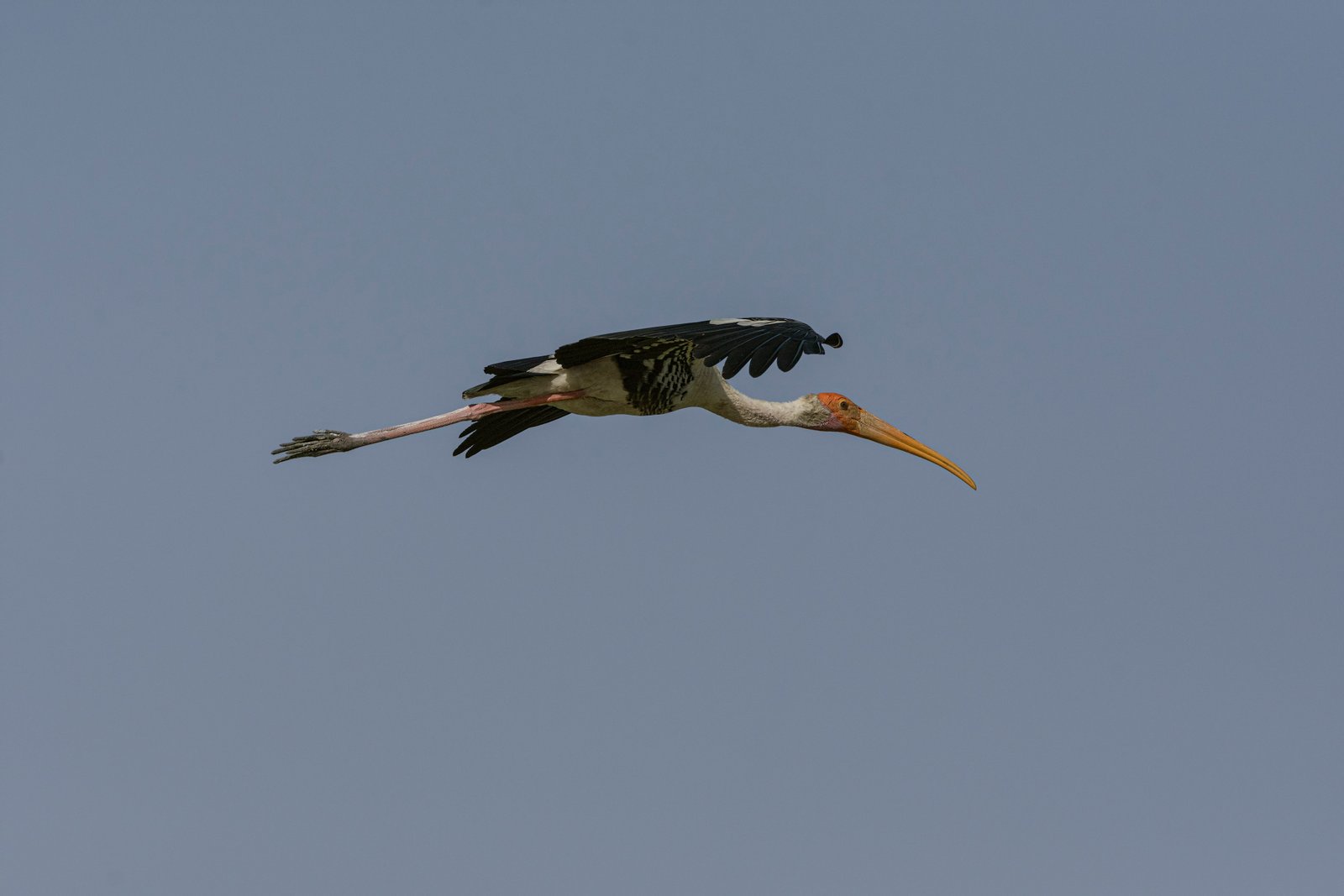Painted Stork (Mycteria leucocephala) In Flight