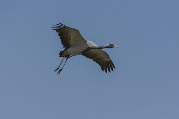 Demoiselle Crane (Grus virgo) Flying