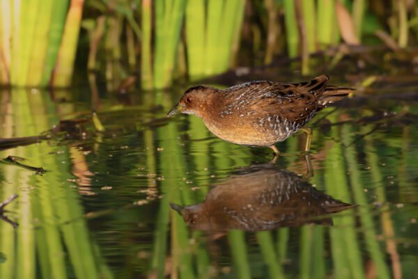 Baillon's Crake (Zapornia pusilla) Juvenile Near Nalsarovar