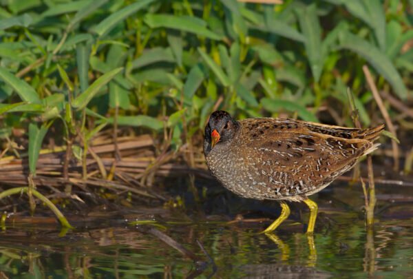 Spotted Crake (Porzana porzana) Near Nalsarovar