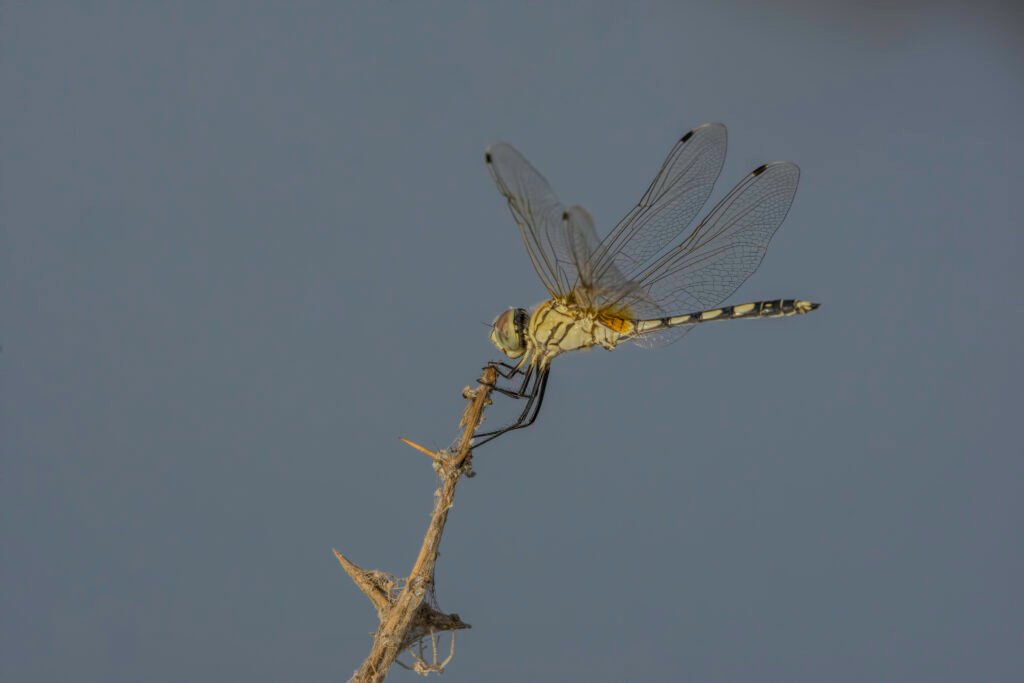 Long-legged Marsh Glider (Trithemis pallidinervis)