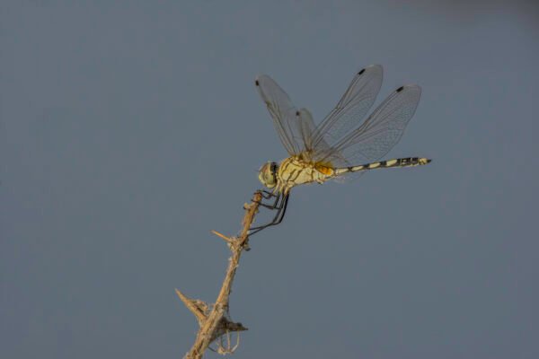 Long-legged Marsh Glider (Trithemis pallidinervis)