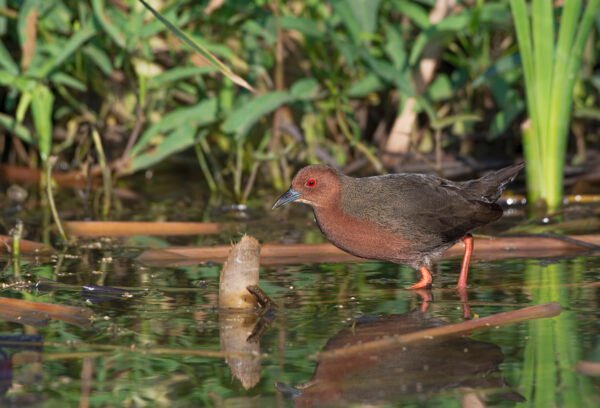 Ruddy-breasted Crake (Zapornia fusca) Near Nalsarovar
