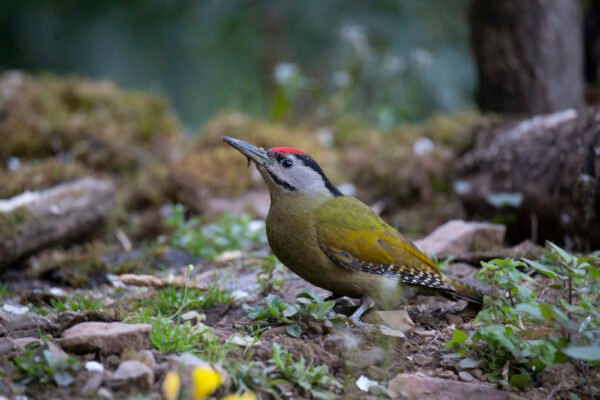 Grey-headed Woodpecker (Picus canus)