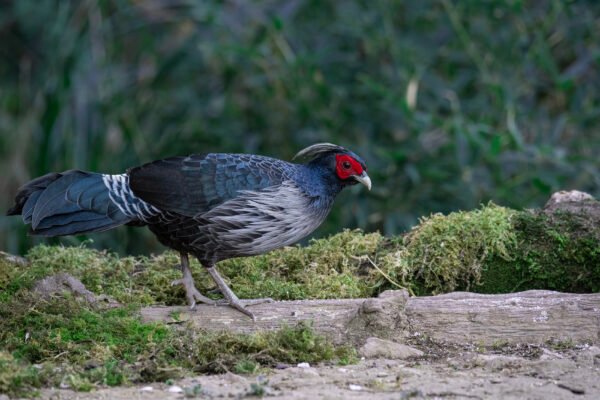 Khalij Pheasant (Lophura leucomelanos)