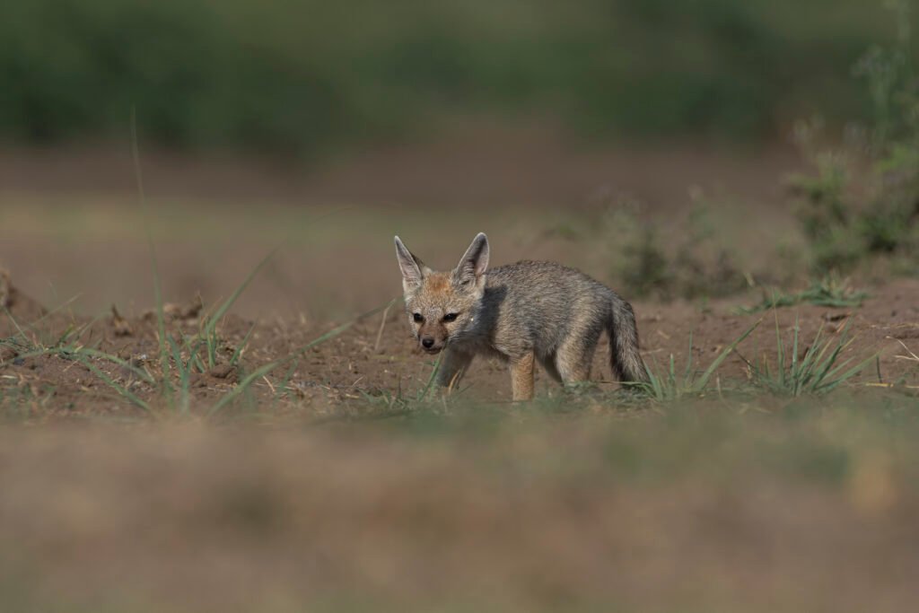 Bengal fox (Vulpes bengalensis) Pup Near Nalsarovar