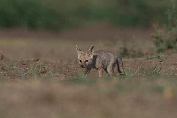 Bengal fox (Vulpes bengalensis) Pup Near Nalsarovar