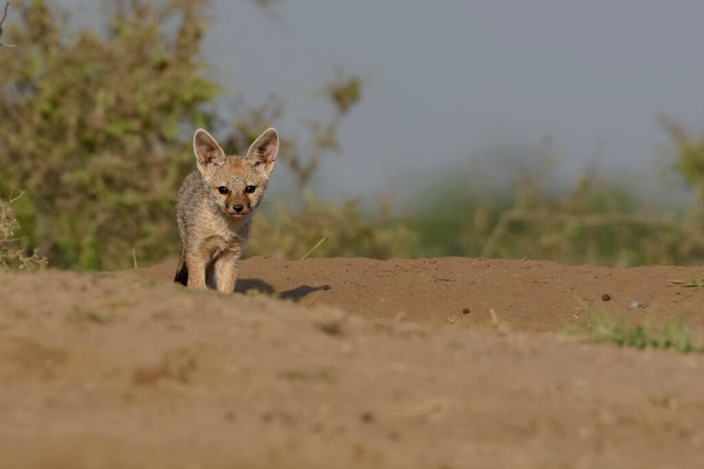 Bengal fox (Vulpes bengalensis) Pup Near Nalsarovar