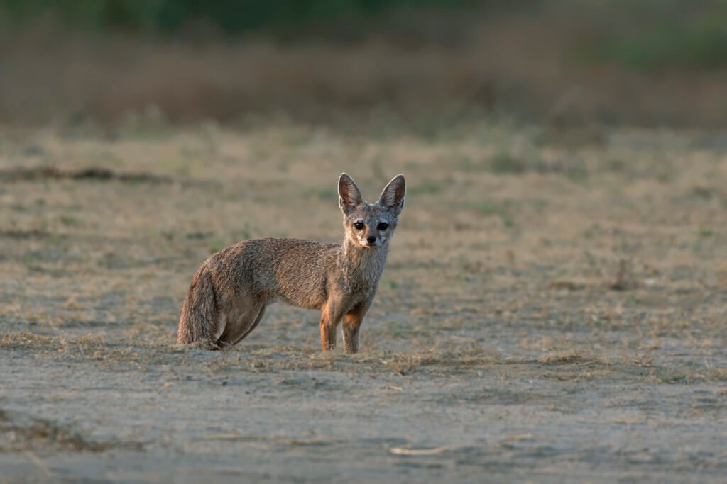 Bengal fox (Vulpes bengalensis) Male Near Nalsarovar