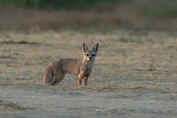 Bengal fox (Vulpes bengalensis) Male Near Nalsarovar