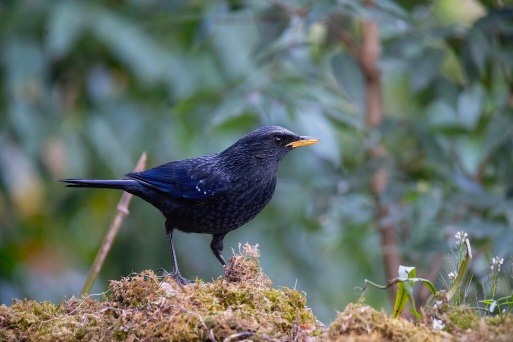 Blue whistling thrush (Myophonus caeruleus)