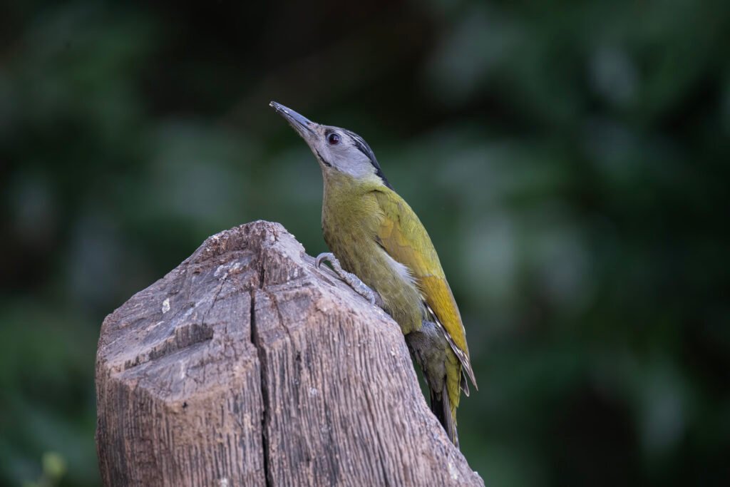 Grey-headed Woodpecker (Picus canus)