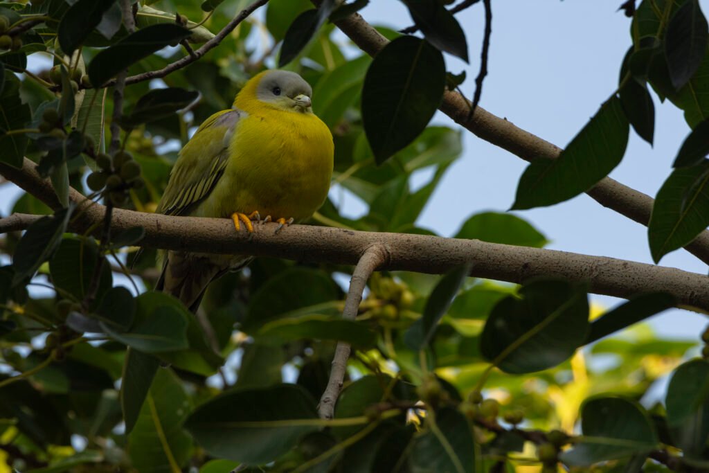 Yellow-footed Green-Pigeon (Treron phoenicopterus)