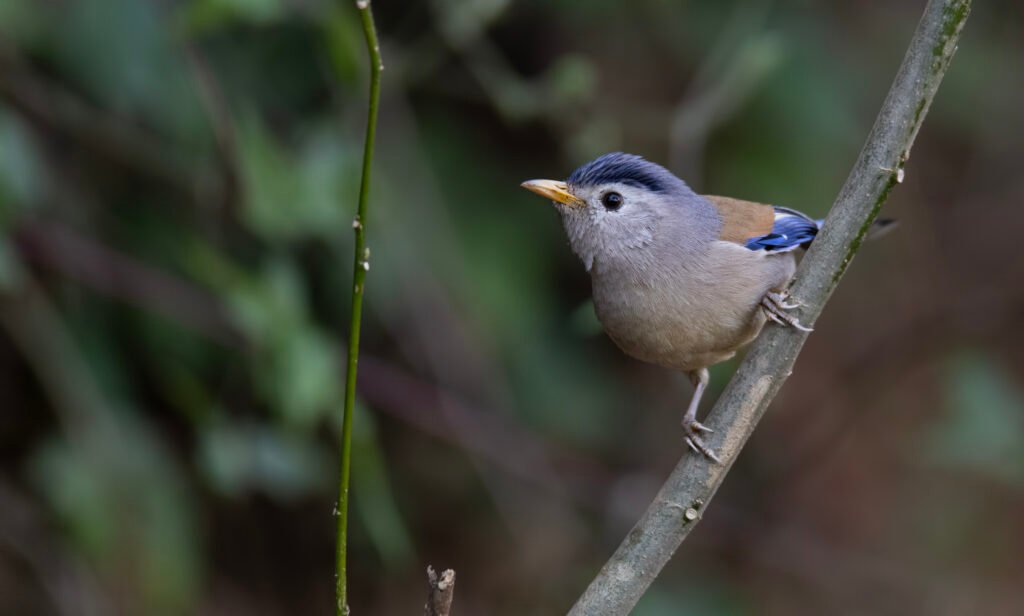 Blue-winged Minla (Actinodura cyanouroptera)